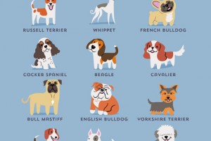 愛犬家必見 ポップなイラストで世界の犬種が学べるサイト Dogs Of