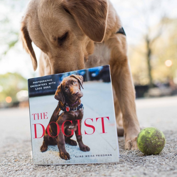 おしゃれな犬ばかり 街角のかっこいい犬が集まる海外のスナップサイト The Dogist Inu Magazine イヌ マガジン