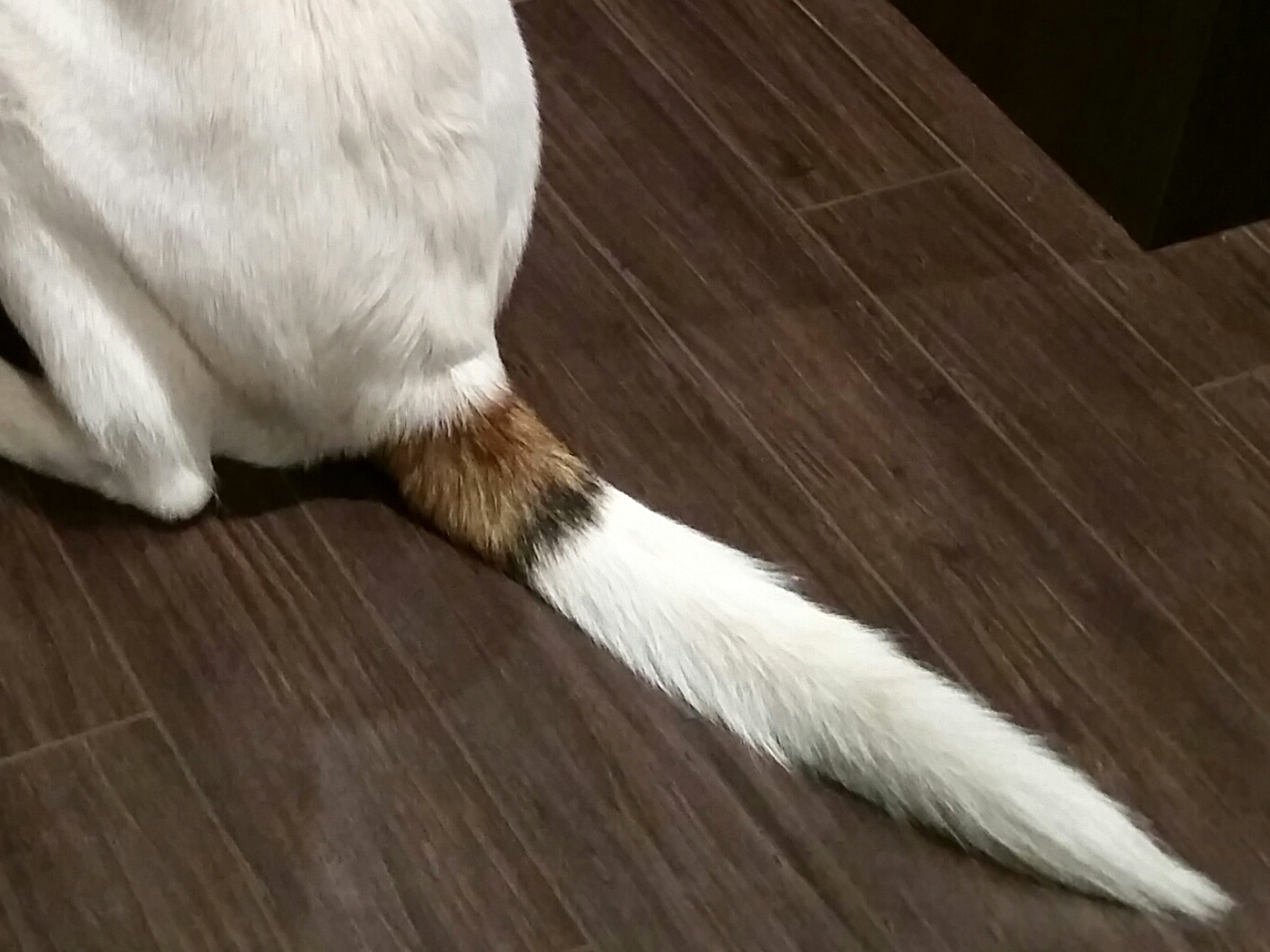 Dog_tail