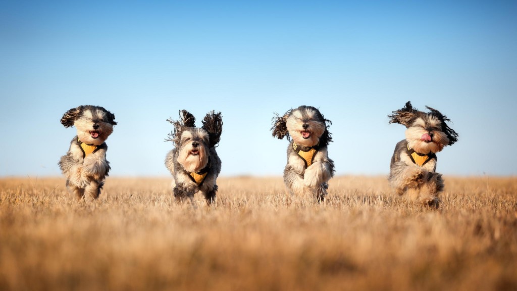 最速犬を目指せ Dog Time Race で刺激的な休日を送ってみませんか Inu Magazine イヌ マガジン