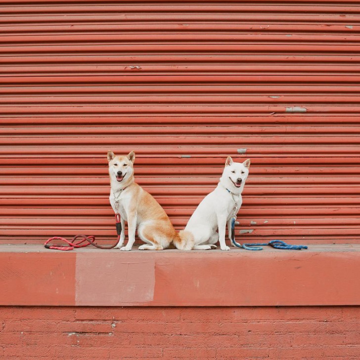 LA在住の2匹の柴犬1