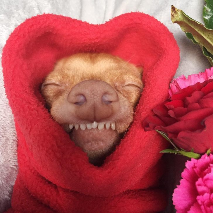 ブサカワ犬 Tuna のファニーな日常をinstagramでチェック Inu Magazine イヌ マガジン
