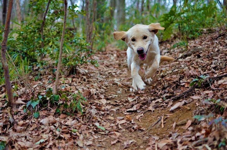 愛犬目線で選びたい 東京都内で 公園が身近なまち ランキングを独自調査 Inu Magazine イヌ マガジン