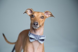 dog-bow-tie-collar-grey-6_grande