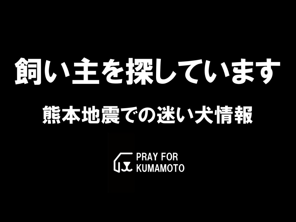 16年5月8日 00更新 熊本地震 迷い犬情報 迷子の愛犬達が飼い主さんを探しています Inu Magazine イヌ マガジン