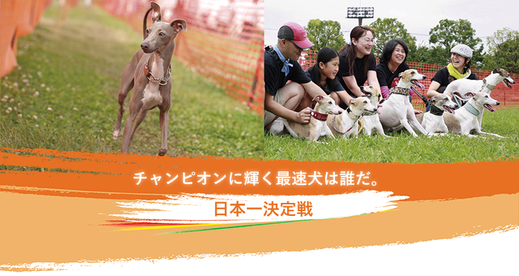 日本一の最速犬決定戦 今年はウィペット イタグレ戦 5月14 15日開催 Dec Champions Leage Inu Magazine イヌ マガジン