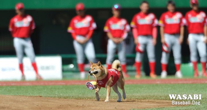 今週末は愛犬と一緒に野球観戦 ベースボール犬 わさび の勇姿も要チェック Inu Magazine イヌ マガジン