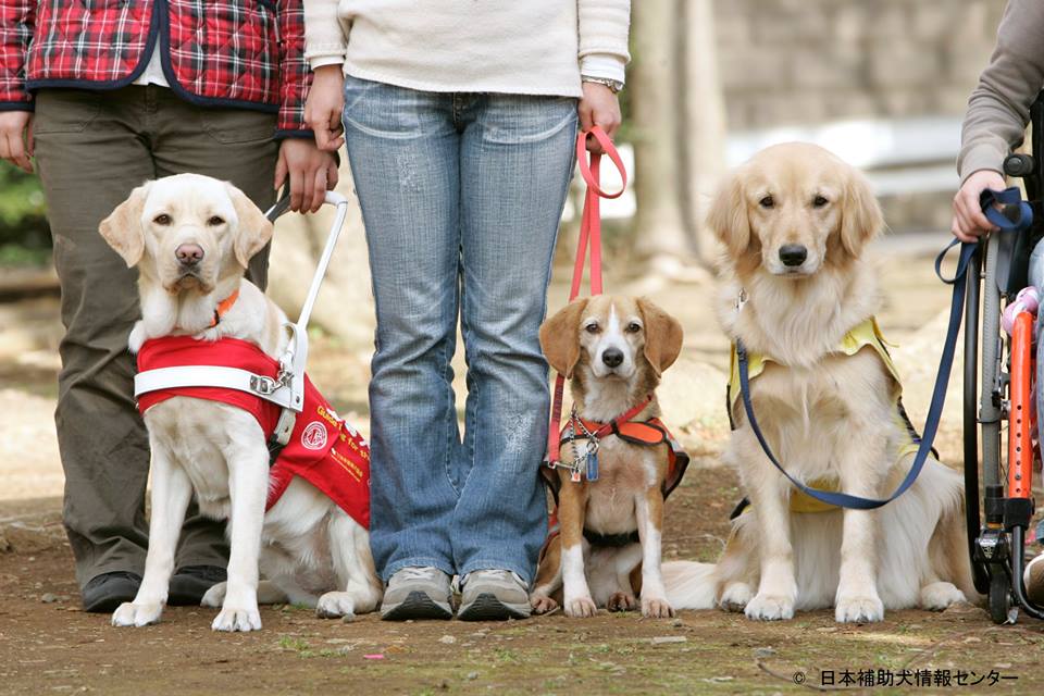 補助犬法成立から14年 補助犬を理解する上で私たちが知っておくべき3つのこと Inu Magazine イヌ マガジン