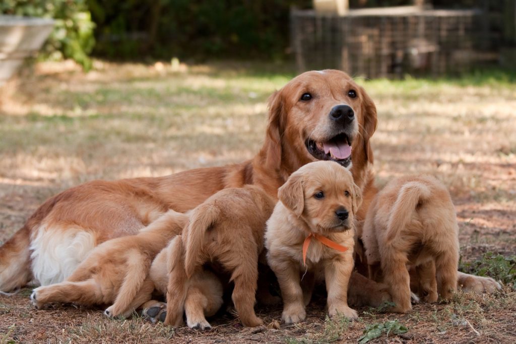 母の日 母の偉大さを感じる動画5選 我が子を想う母犬の姿に心震える Inu Magazine イヌ マガジン