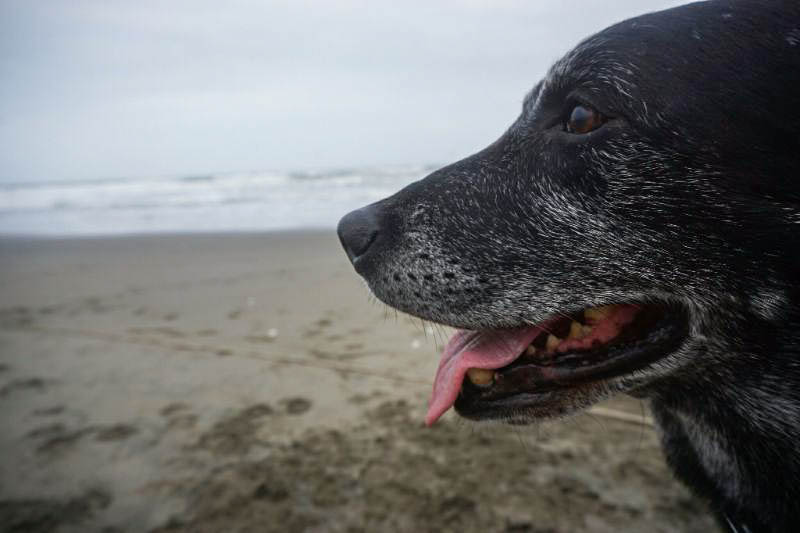 海で遊べてドッグランも 愛犬家にオススメの房総半島のキャンプ場４選 Inu Magazine イヌ マガジン