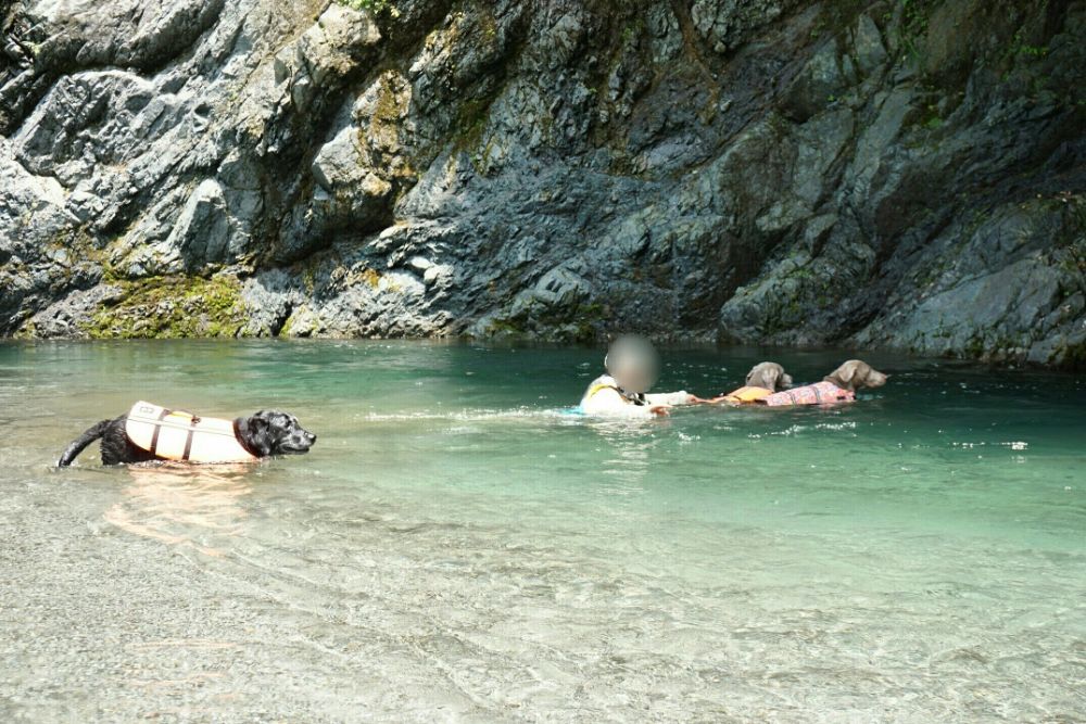 愛犬と水辺へ出かけよう 楽しい水遊びのための注意点と必要なアイテム Inu Magazine イヌ マガジン