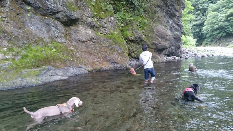 関東一の清流で川遊びや恐竜体験 穴場のキャンプ場 恐竜センター はこだたみキャンプ場 Inu Magazine イヌ マガジン