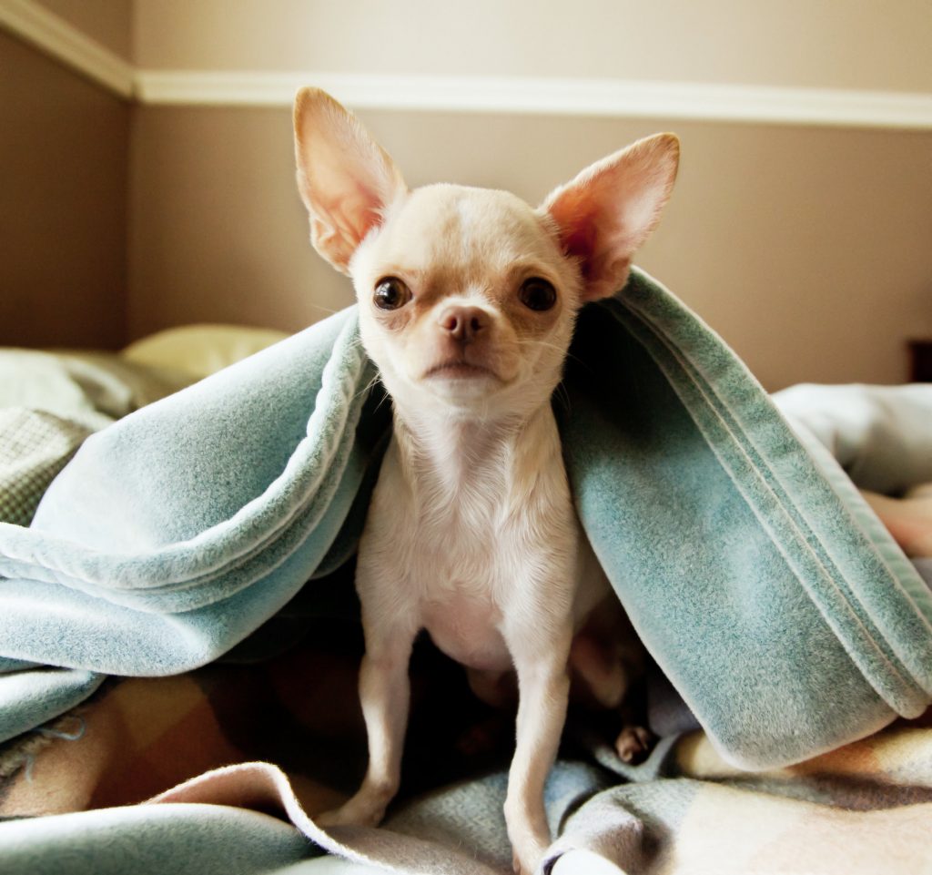 チワワ 震え 突然の雷に震える老犬と ひとみ婆さんみたいな顔をする妹犬チワワｗ