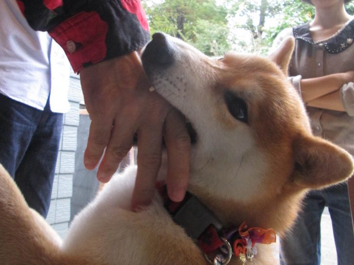 預かっている犬が人を噛んでしまった 法律上の 占有者 と 管理者 について 民法718条 Inu Magazine イヌ マガジン