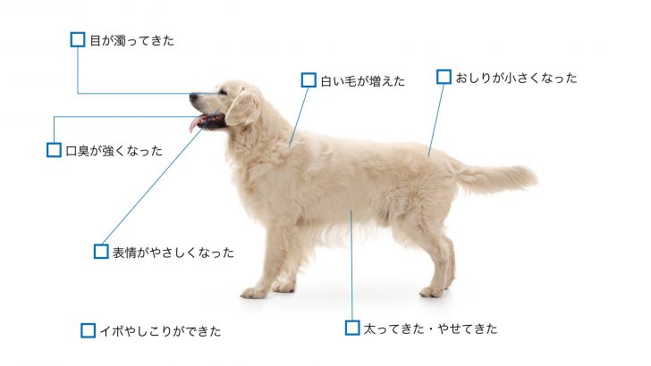 老犬 高齢犬との幸せな暮らしのために 犬の年のとり方と老化のサイン Inu Magazine イヌ マガジン
